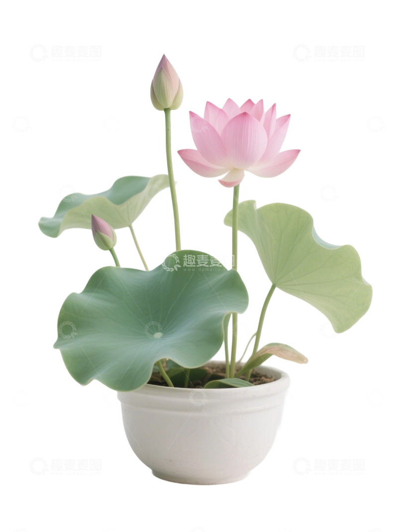 高清大图下载【趣麦麦图】荷花免扣素材750