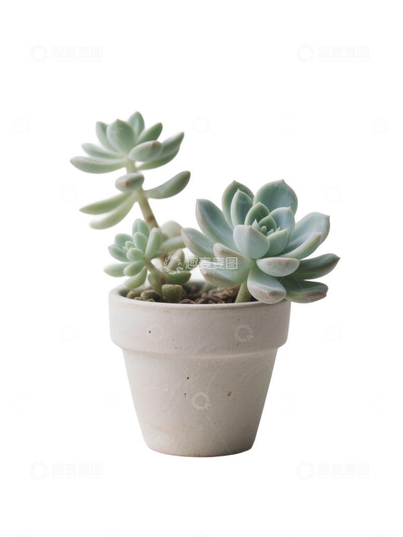 高清大图下载【趣麦麦图】多肉植物免扣素材22