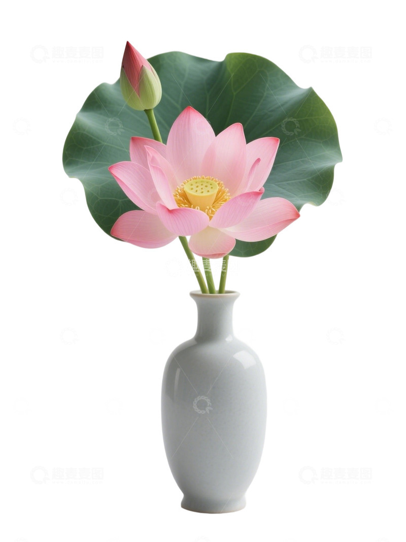 高清大图下载【趣麦麦图】荷花免扣素材754