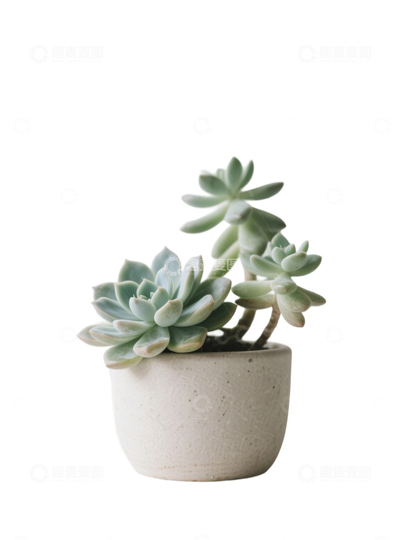 高清大图下载【趣麦麦图】多肉植物免扣素材12