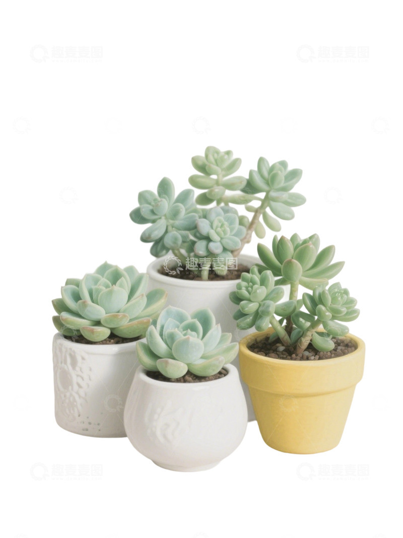 高清大图下载【趣麦麦图】多肉植物免扣素材01