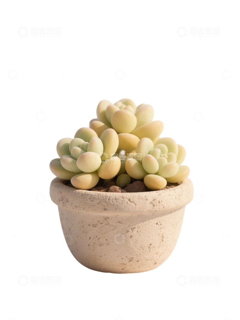 高清大图下载【趣麦麦图】多肉植物免扣素材33