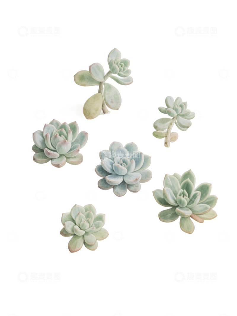 高清大图下载【趣麦麦图】多肉植物免扣素材63