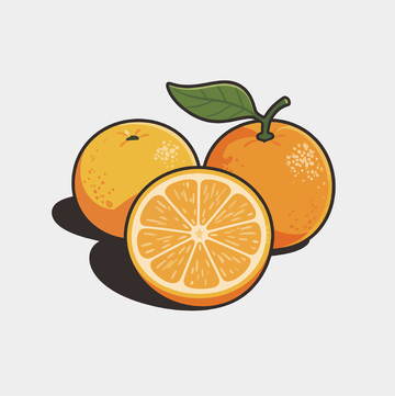 手绘矢量橙子插画