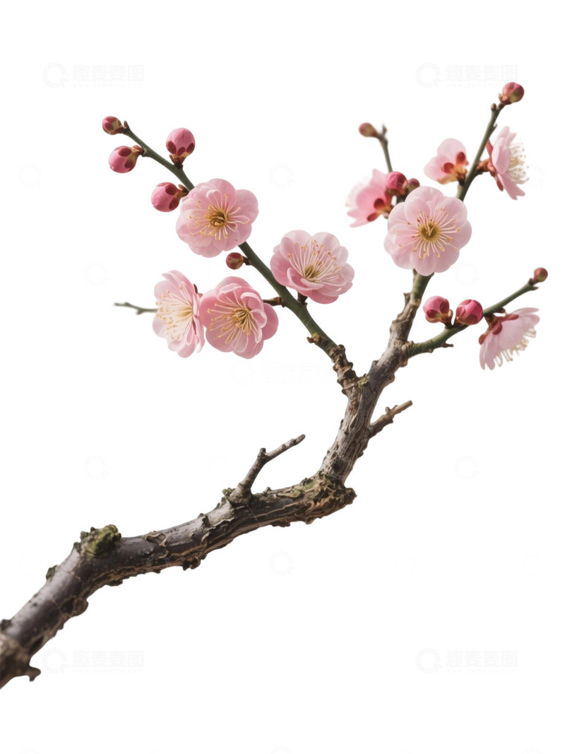 高清大图下载【趣麦麦图】梅花免扣素材32