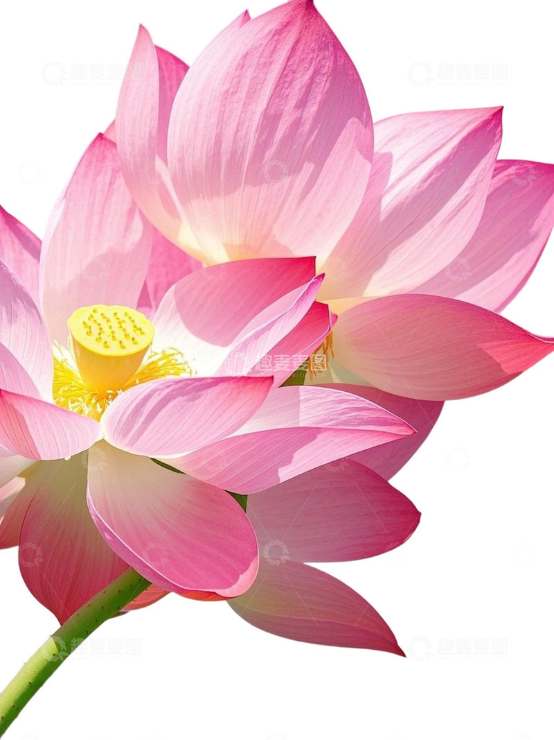 荷花免扣素材805