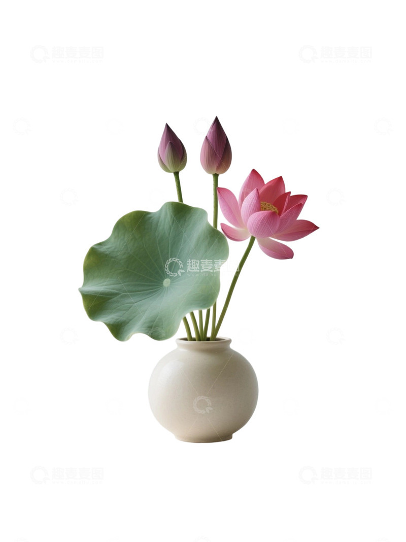 高清大图下载【趣麦麦图】荷花免扣素材929