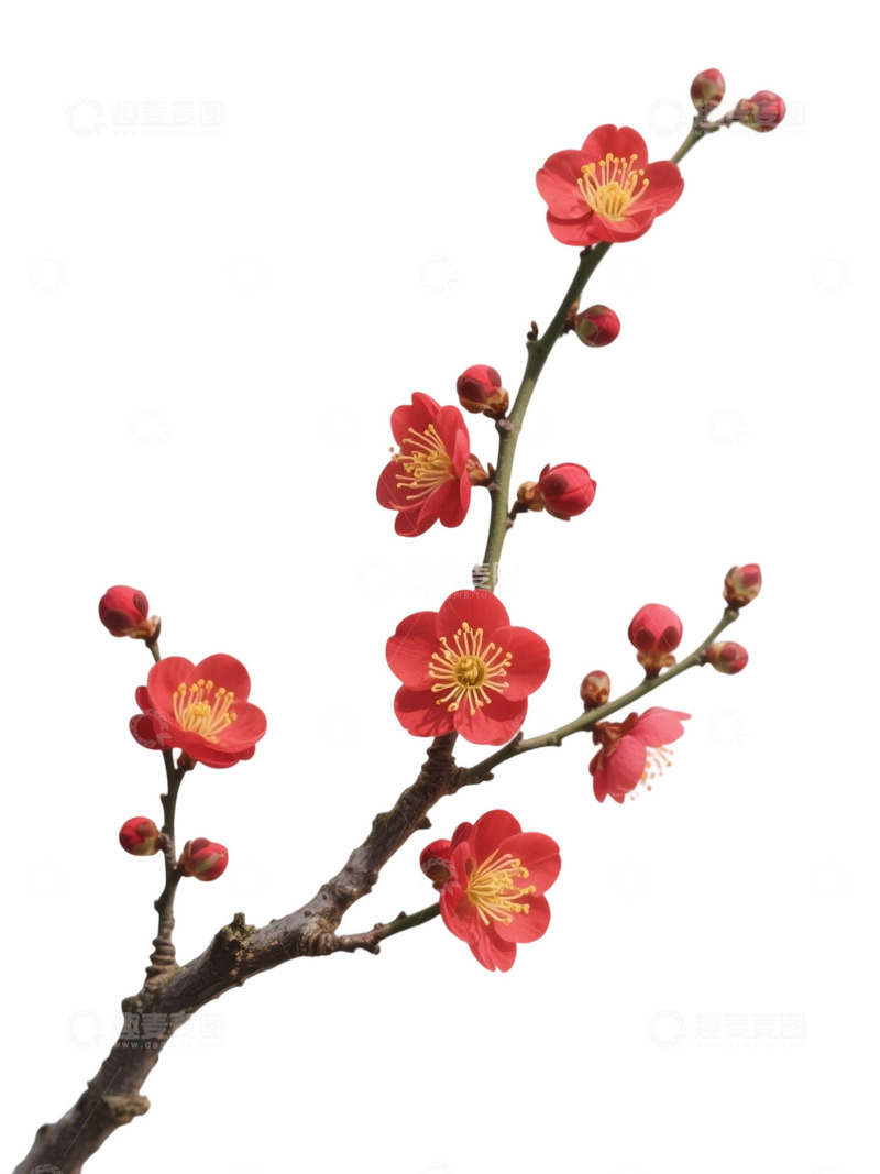 高清大图下载【趣麦麦图】梅花免扣素材34