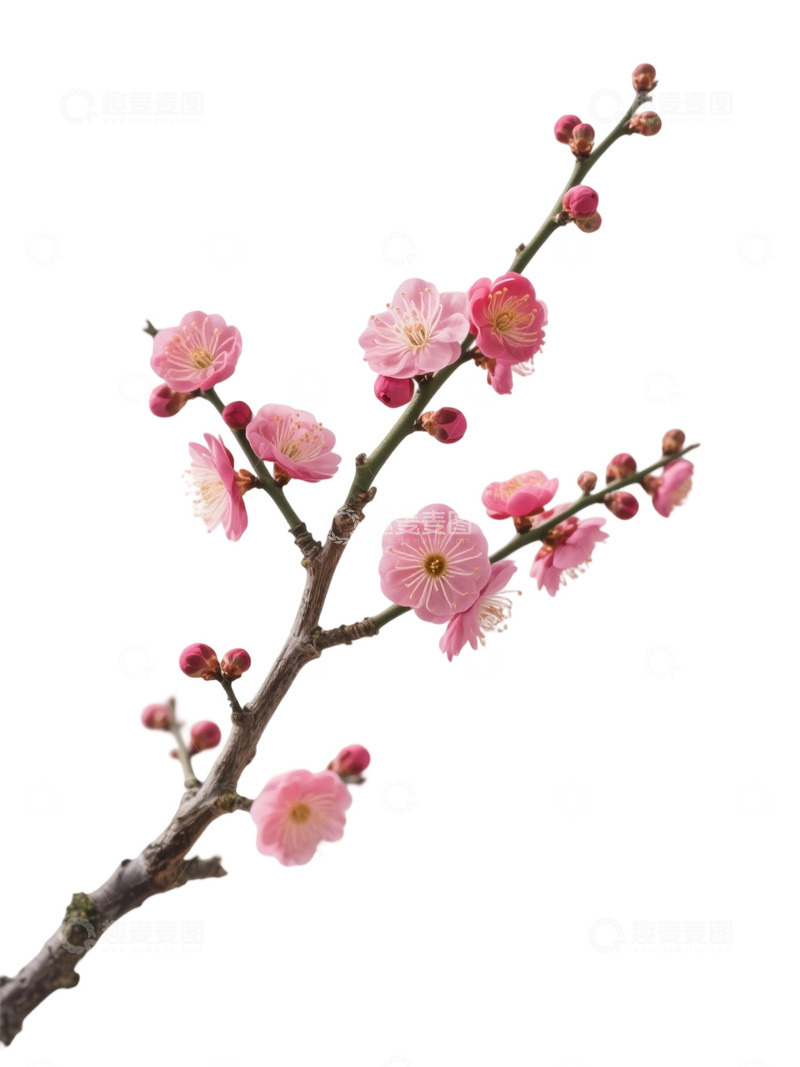 高清大图下载【趣麦麦图】梅花免扣素材33