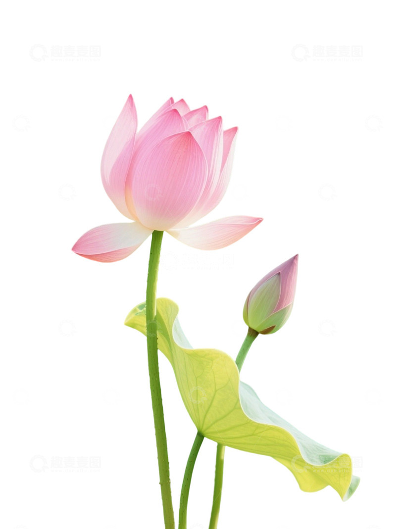 荷花免扣素材900