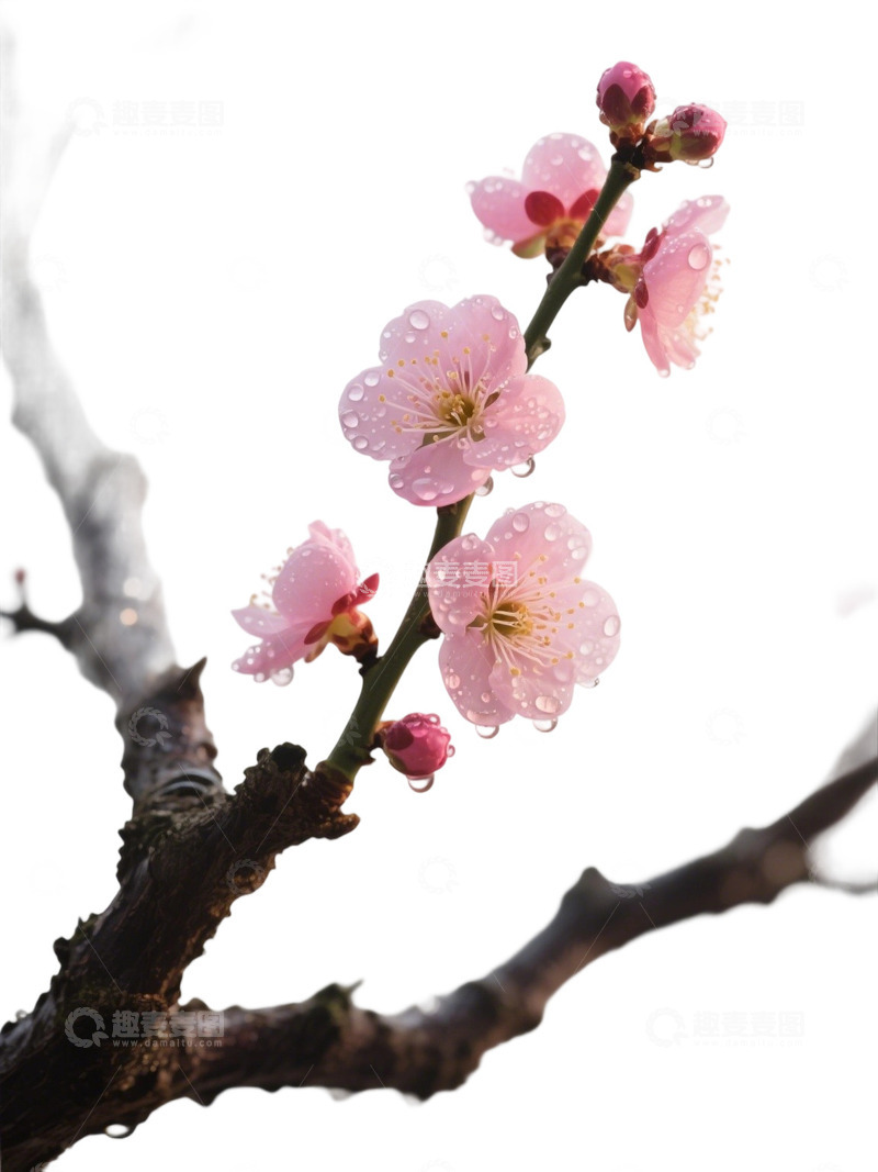 高清大图下载【趣麦麦图】梅花免扣素材24