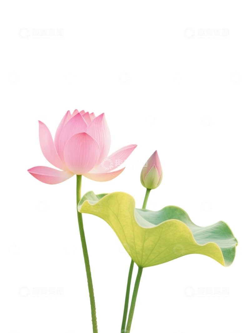 高清大图下载【趣麦麦图】荷花免扣素材926