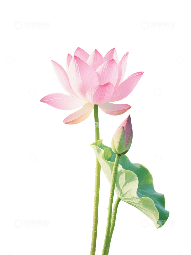 高清大图下载【趣麦麦图】荷花免扣素材903