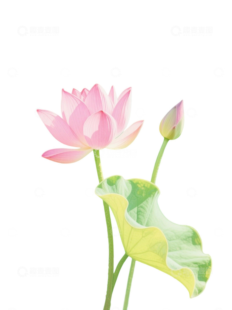 高清大图下载【趣麦麦图】荷花免扣素材912