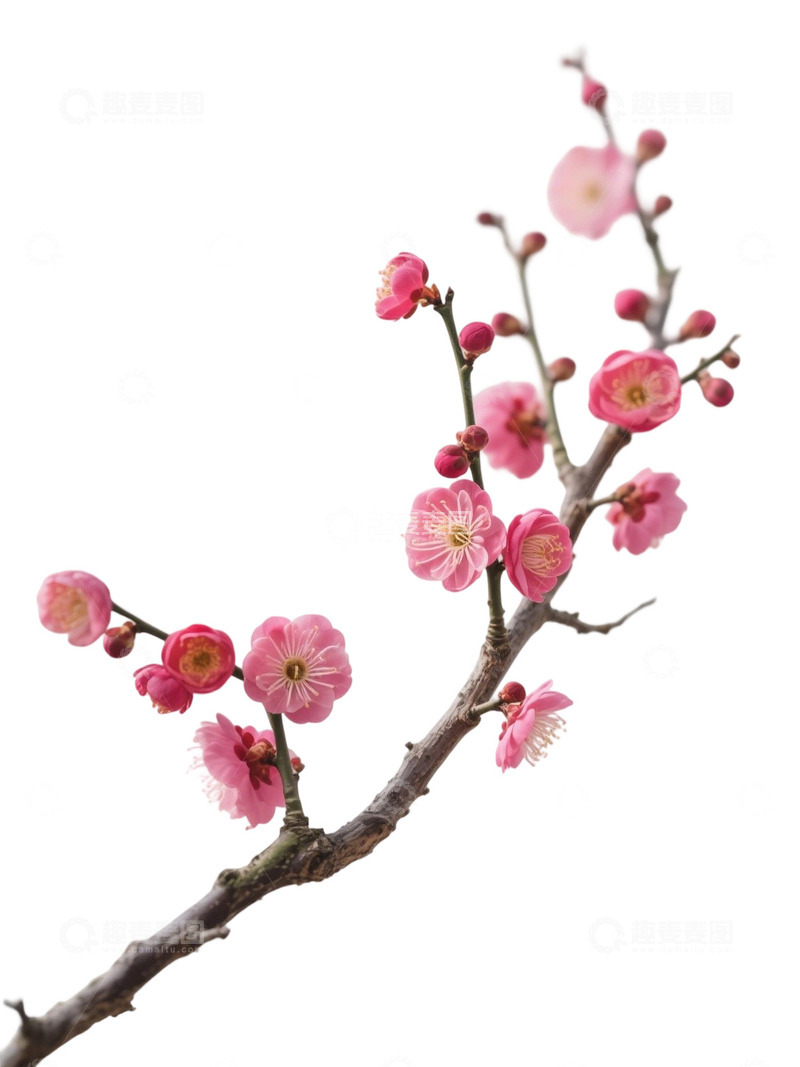 高清大图下载【趣麦麦图】梅花免扣素材30