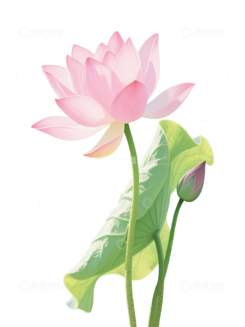 高清大图下载【趣麦麦图】荷花免扣素材972