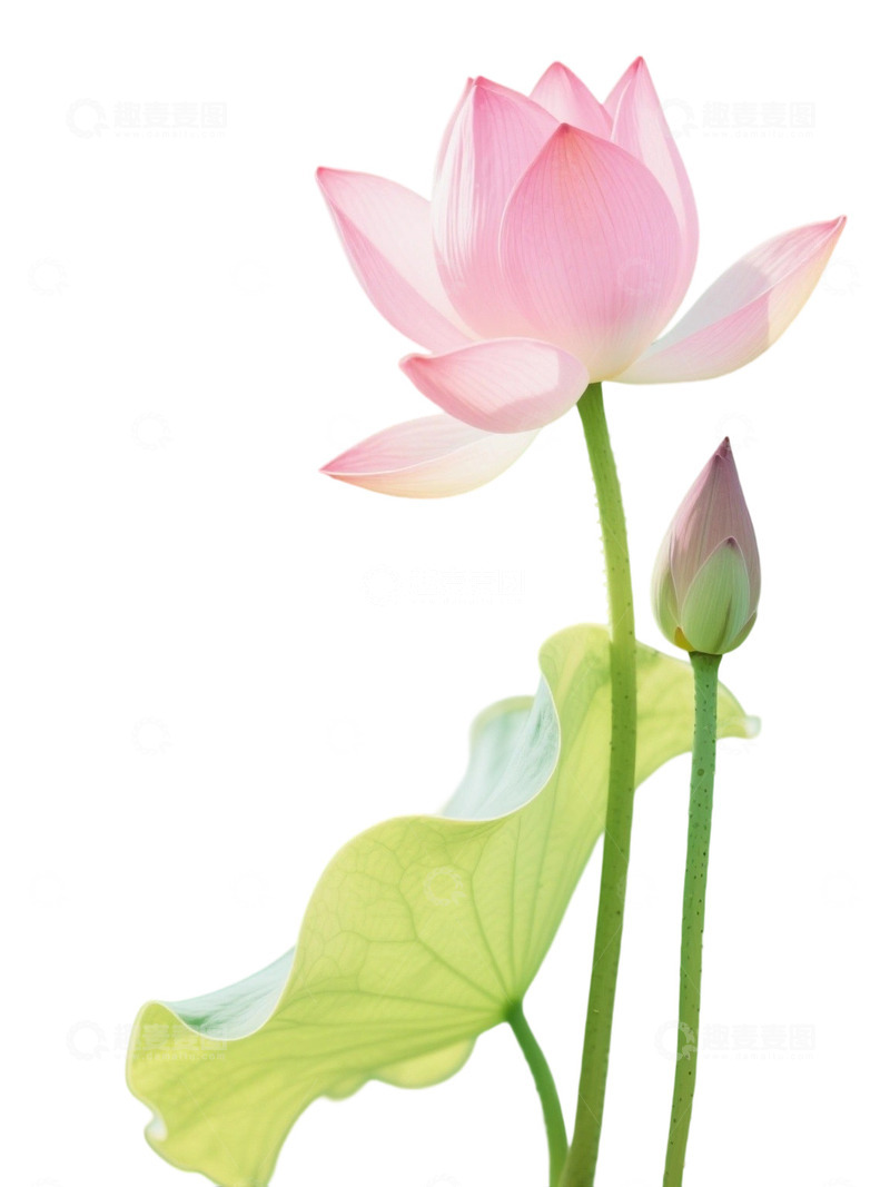 高清大图下载【趣麦麦图】荷花免扣素材942