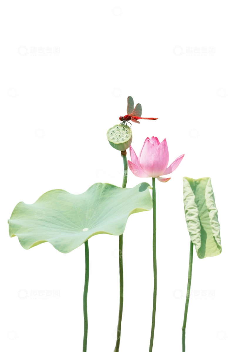 高清大图下载【趣麦麦图】荷花免扣素材931