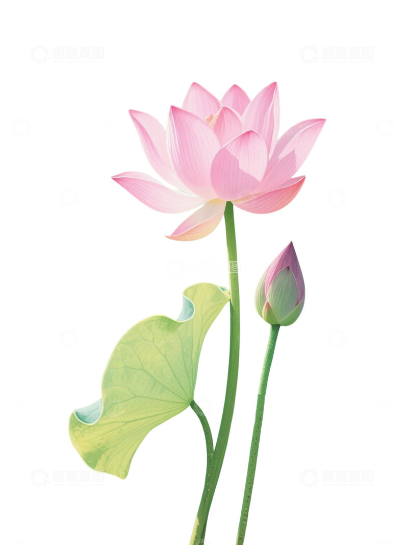 高清大图下载【趣麦麦图】荷花免扣素材970