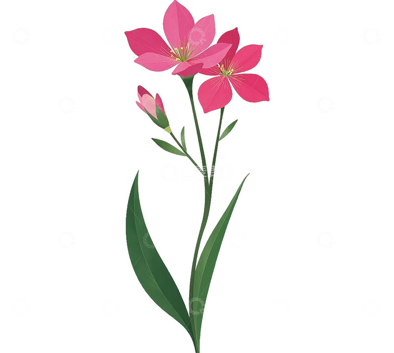 高清大图下载【趣麦麦图】植物花朵花卉免扣png素材装饰