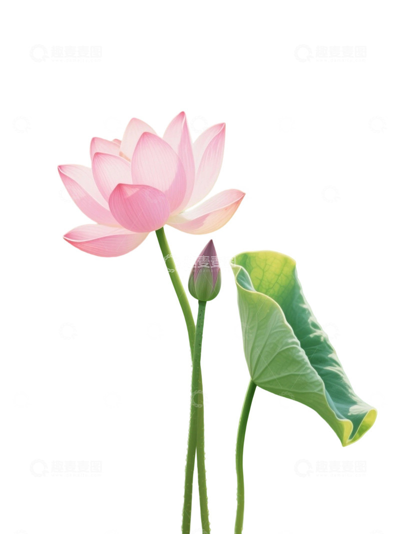 高清大图下载【趣麦麦图】荷花免扣素材940