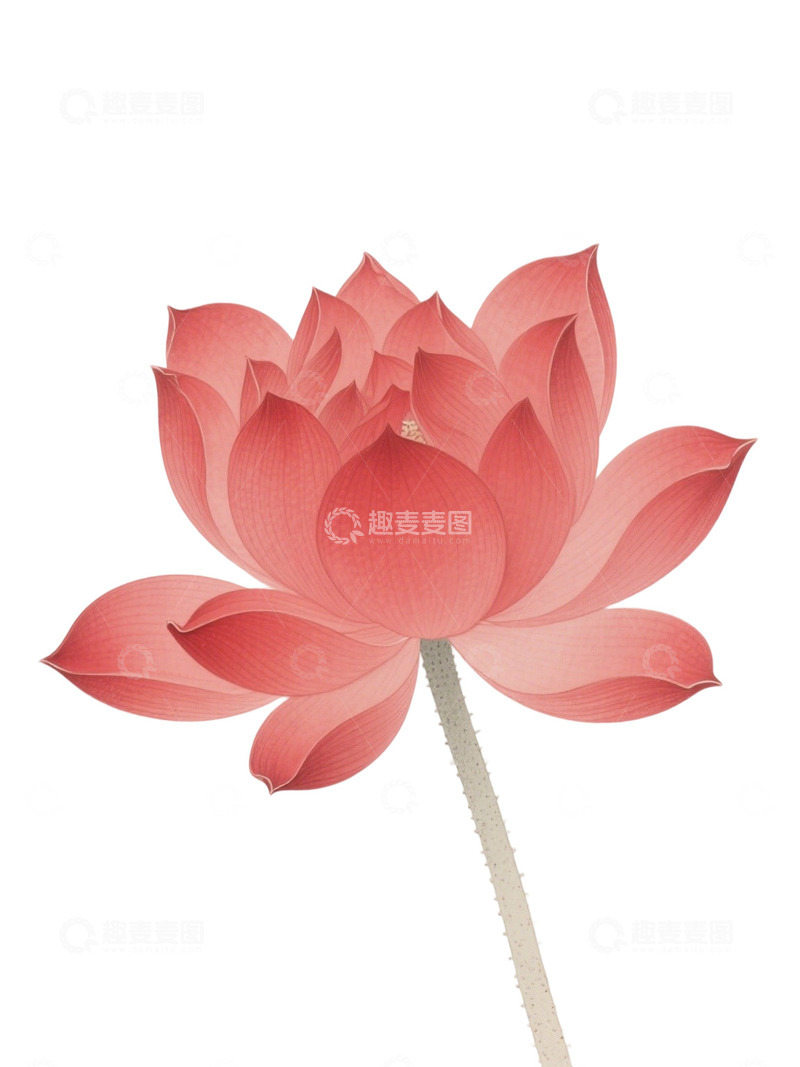 高清大图下载【趣麦麦图】荷花免扣素材1203