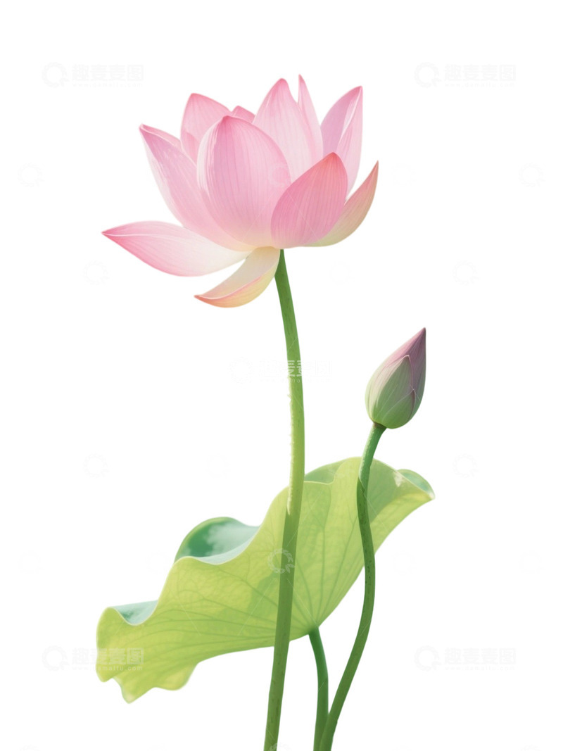 荷花免扣素材948
