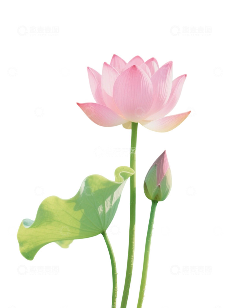 高清大图下载【趣麦麦图】荷花免扣素材953