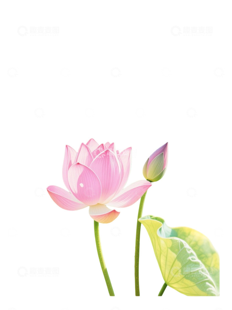 高清大图下载【趣麦麦图】荷花免扣素材949
