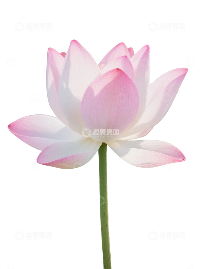 高清大图下载【趣麦麦图】荷花免扣素材1907