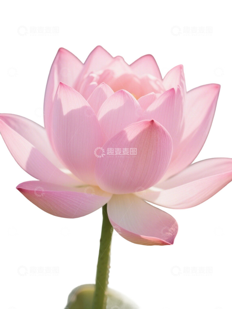 荷花免扣素材17011