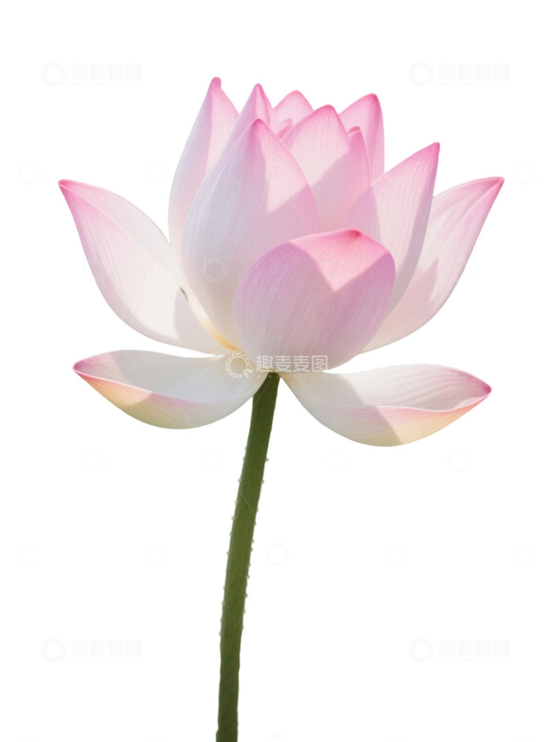 高清大图下载【趣麦麦图】荷花免扣素材1906