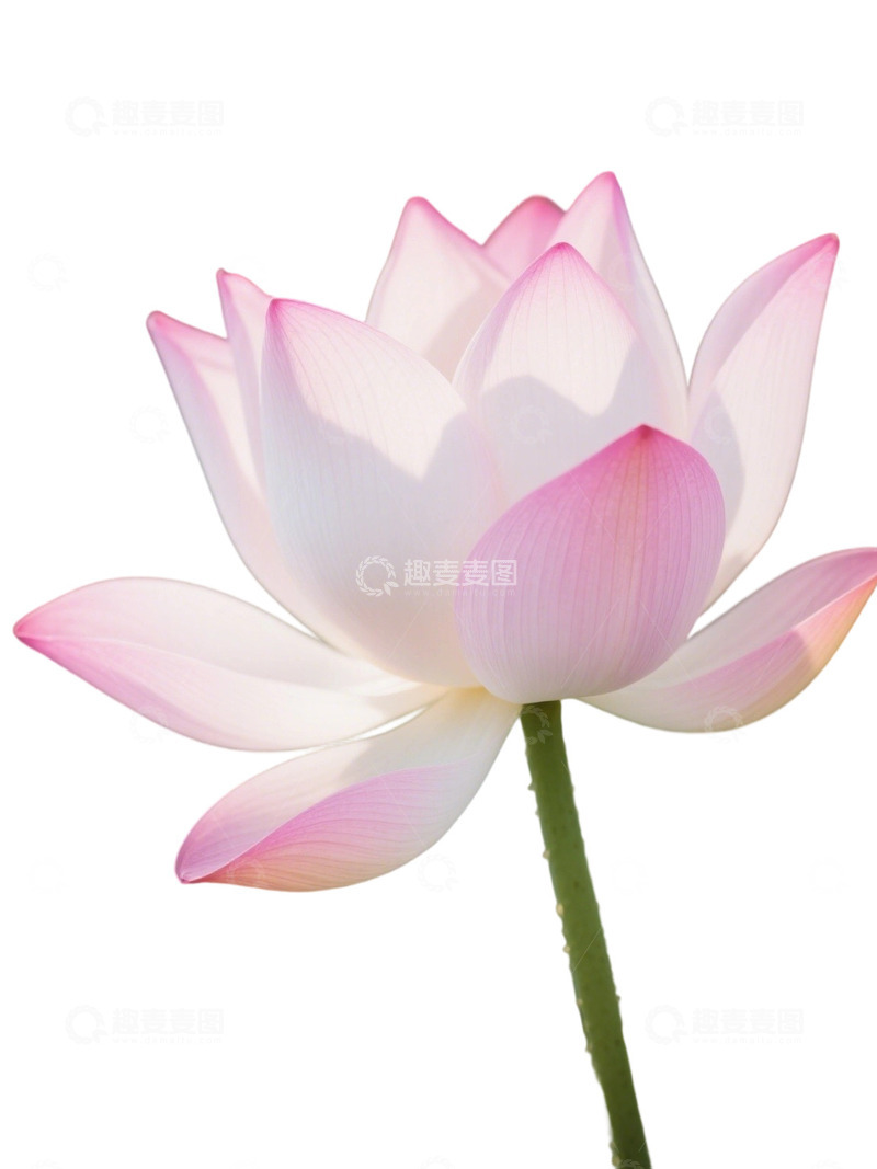 荷花免扣素材1903