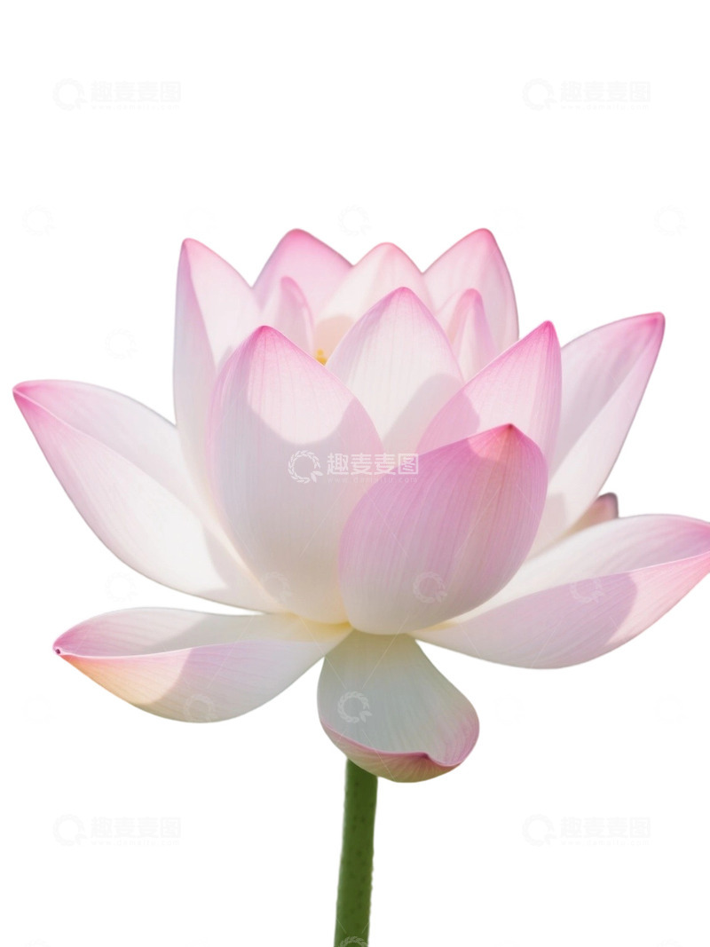 高清大图下载【趣麦麦图】荷花免扣素材1905