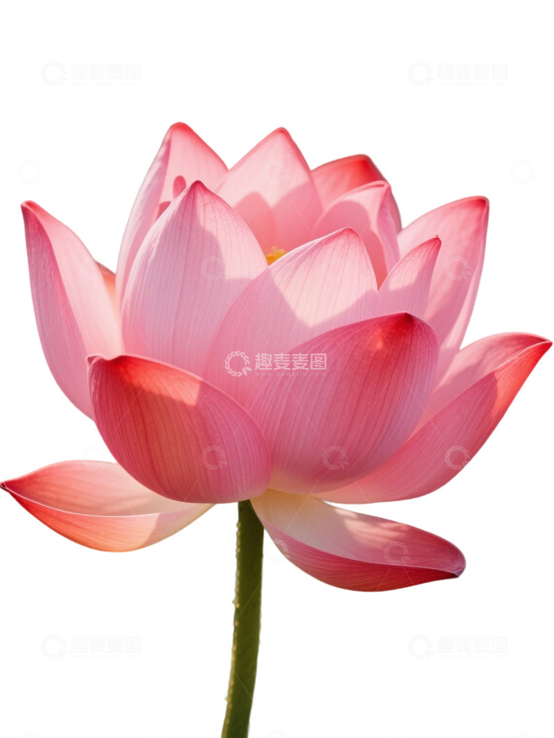 高清大图下载【趣麦麦图】荷花免扣素材1807
