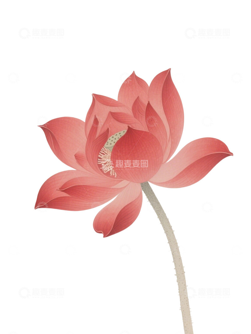 高清大图下载【趣麦麦图】荷花免扣素材12011