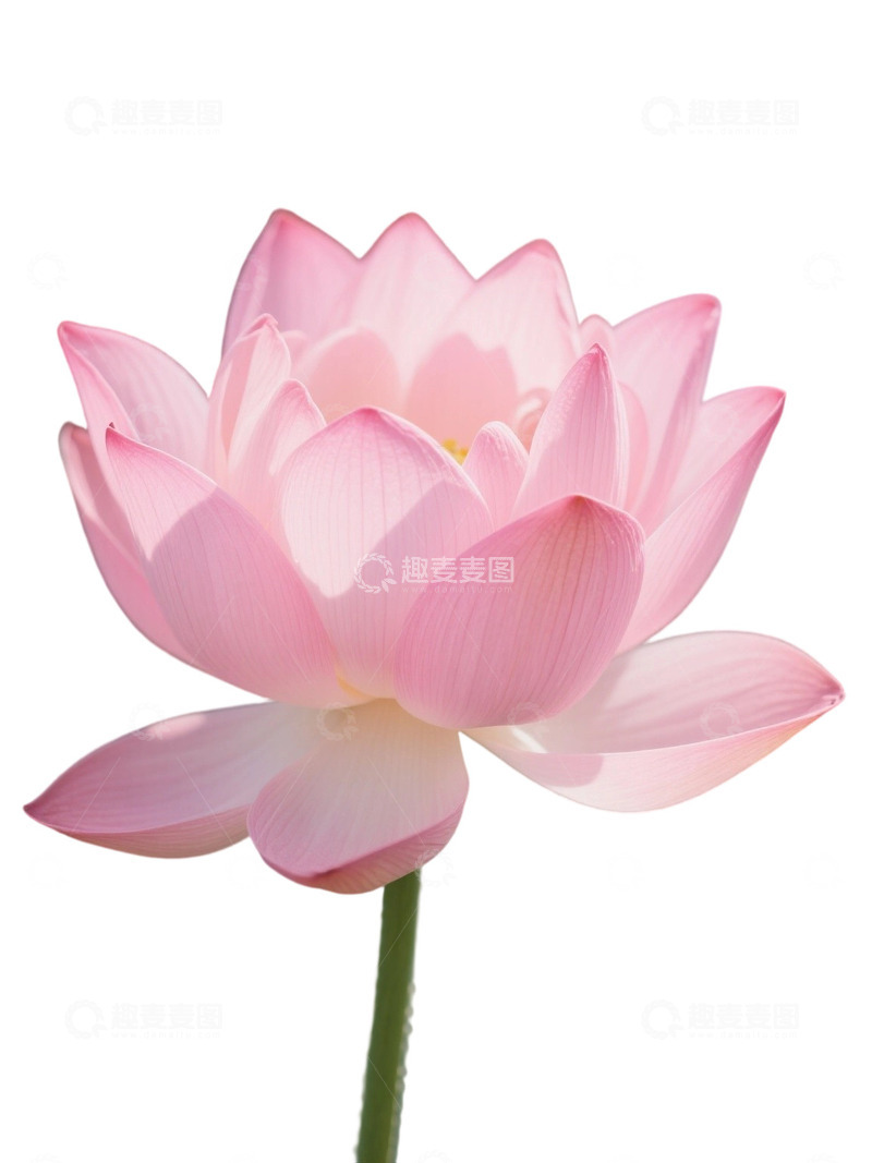 高清大图下载【趣麦麦图】荷花免扣素材1709