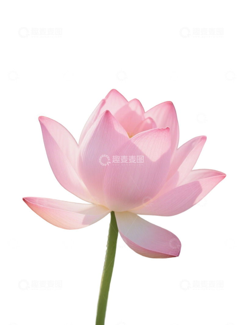 荷花免扣素材1705