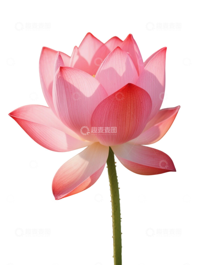 高清大图下载【趣麦麦图】荷花免扣素材1808