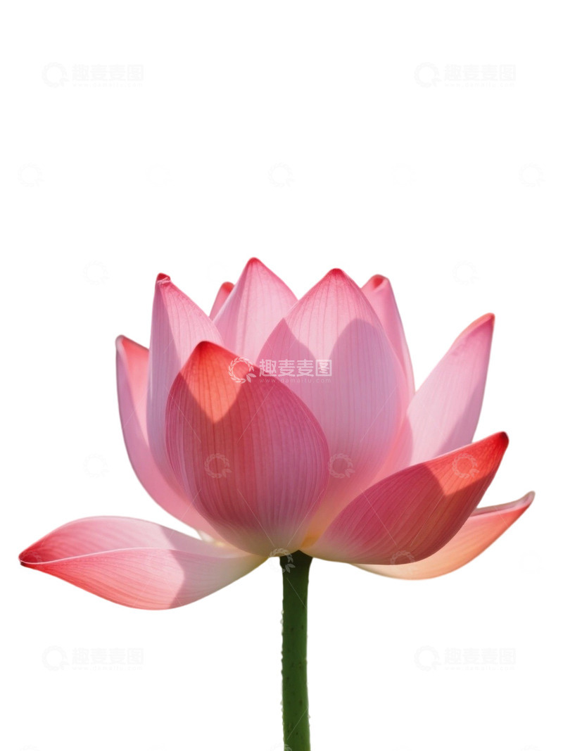 高清大图下载【趣麦麦图】荷花免扣素材1805