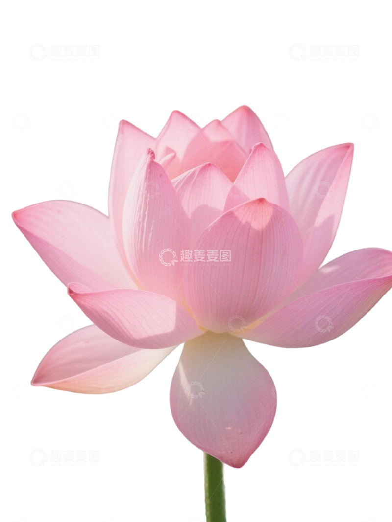 高清大图下载【趣麦麦图】荷花免扣素材1708