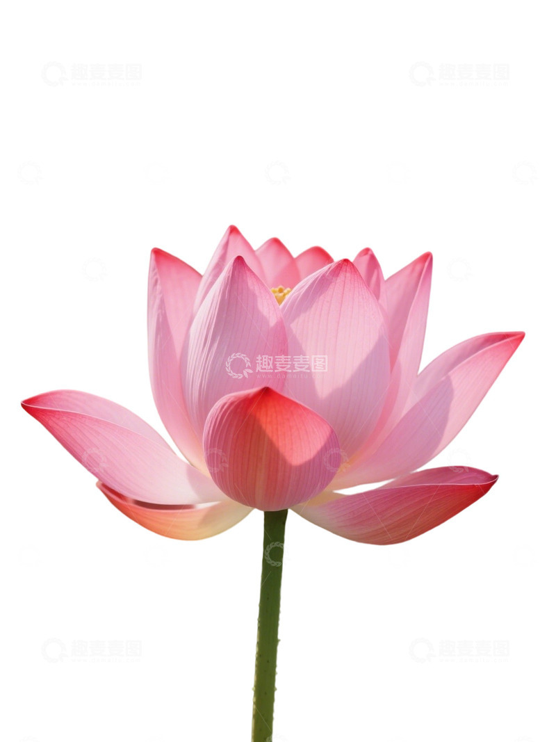 荷花免扣素材1804