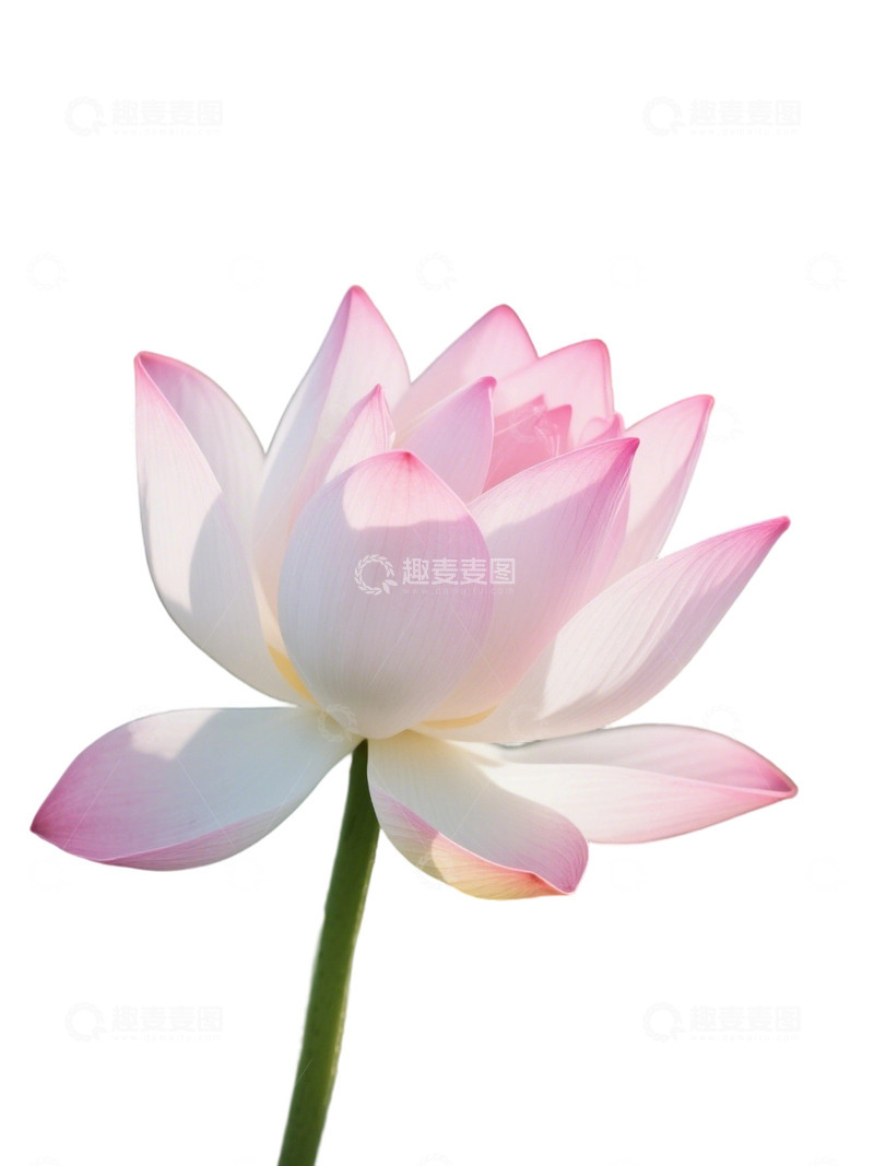 荷花免扣素材19011