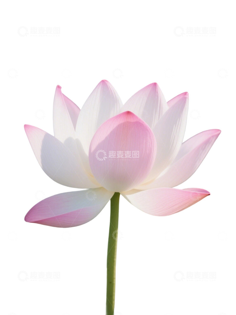 高清大图下载【趣麦麦图】荷花免扣素材1901