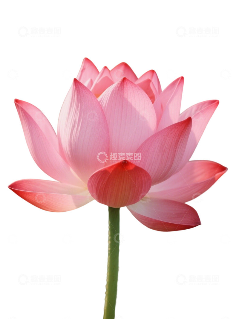 高清大图下载【趣麦麦图】荷花免扣素材18011