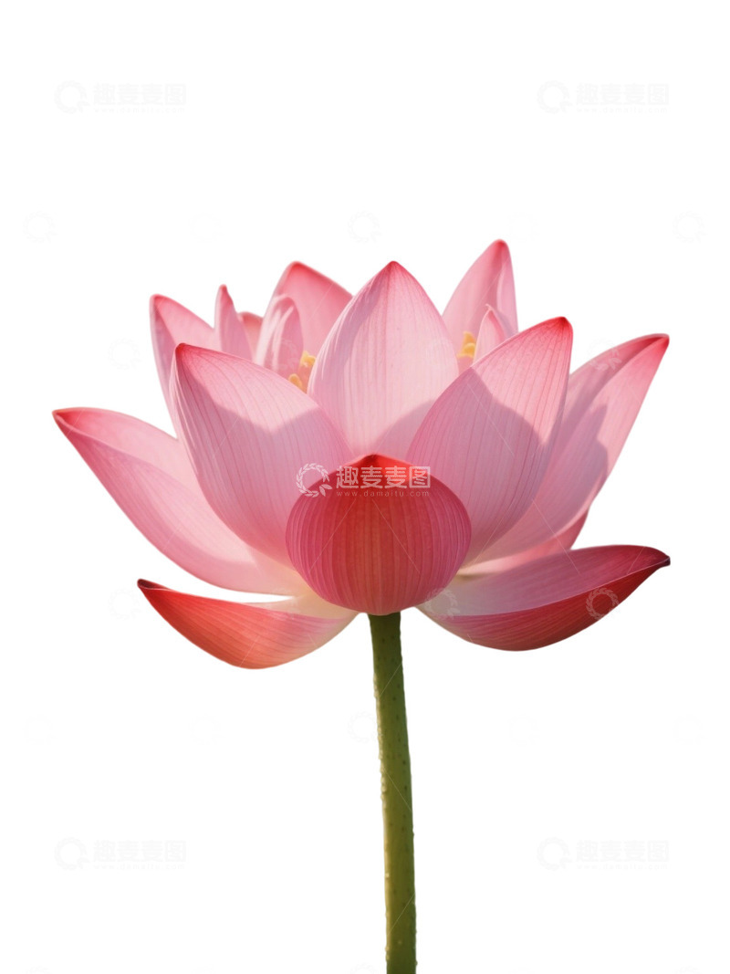 高清大图下载【趣麦麦图】荷花免扣素材1809