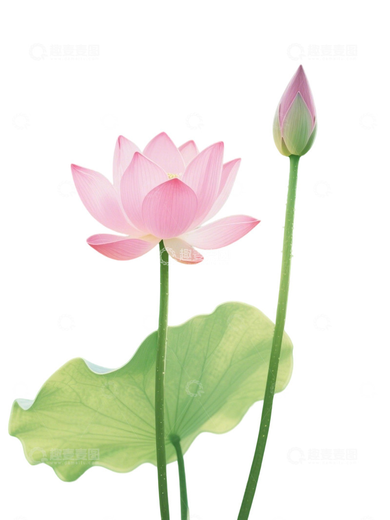 高清大图下载【趣麦麦图】荷花免扣素材1405