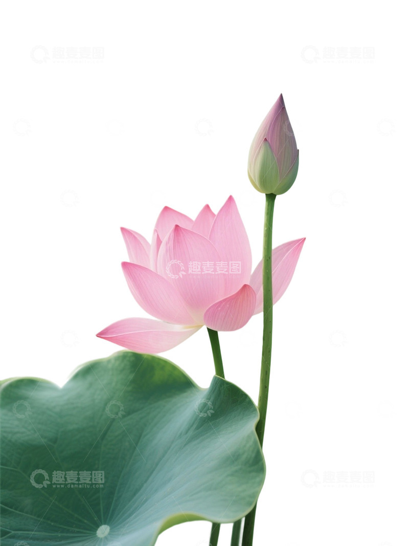 高清大图下载【趣麦麦图】荷花免扣素材1406