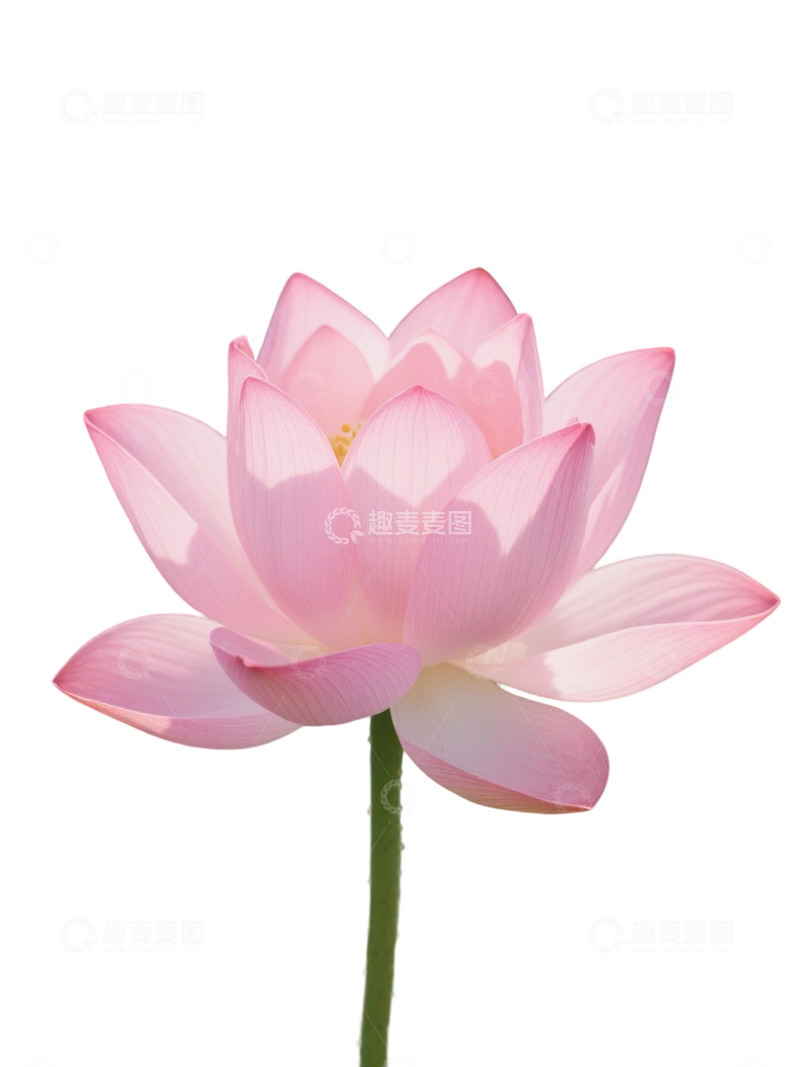 高清大图下载【趣麦麦图】荷花免扣素材1703