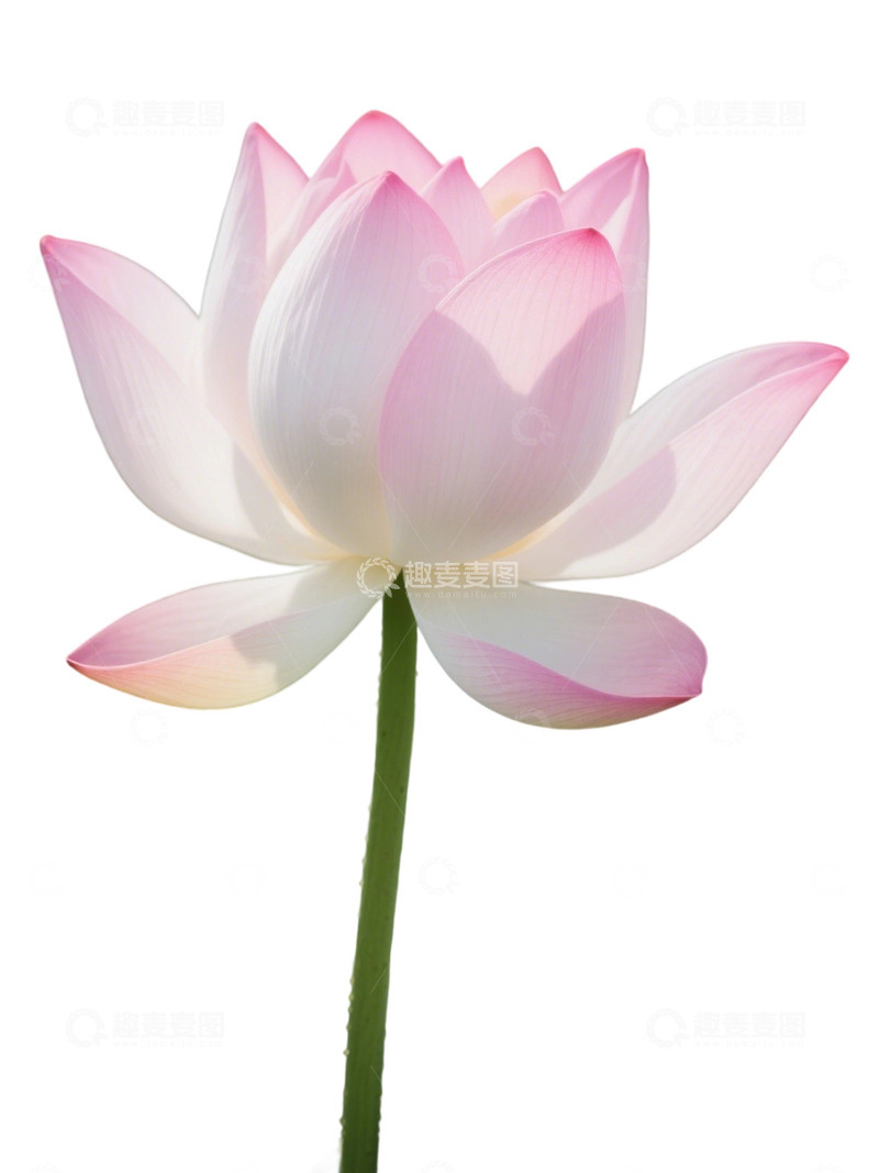 高清大图下载【趣麦麦图】荷花免扣素材1909